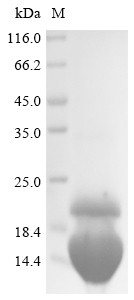 Interleukin-2 (IL2), rabbit, recombinant