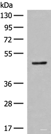 Anti-SCRN2