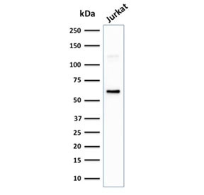 Anti-CD63 / LAMP-3, clone LAMP3/2881
