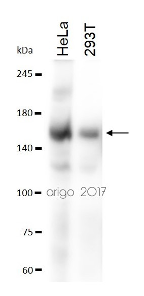 Anti-TIF1 gamma / TRIM33, clone 3H7-C8-B9