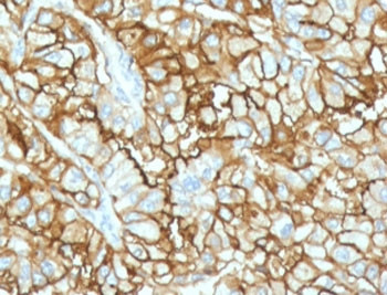 Anti-CD34, clone CDLA34-2R