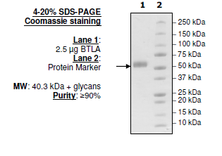 BTLA(CD272), Fc Fusion