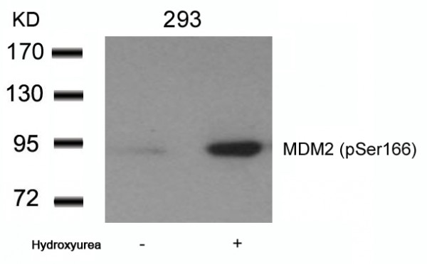 Anti-phospho-MDM2 (Ser166)