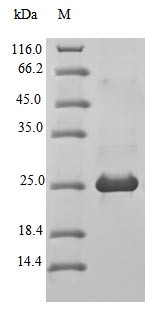 Bloom syndrome protein homolog (Blm), partial, mouse, recombinant