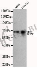 Anti-BRAP Monoclonal