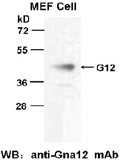 Anti-G.alpha.12, monoclonal