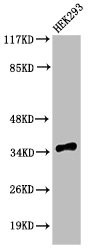 Anti-Cleaved-CASP9 (D315)