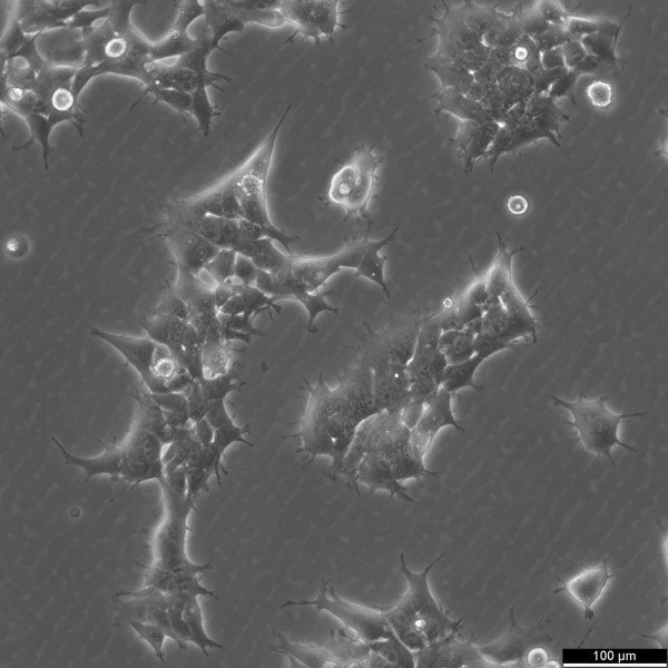 HEK293FT Cells