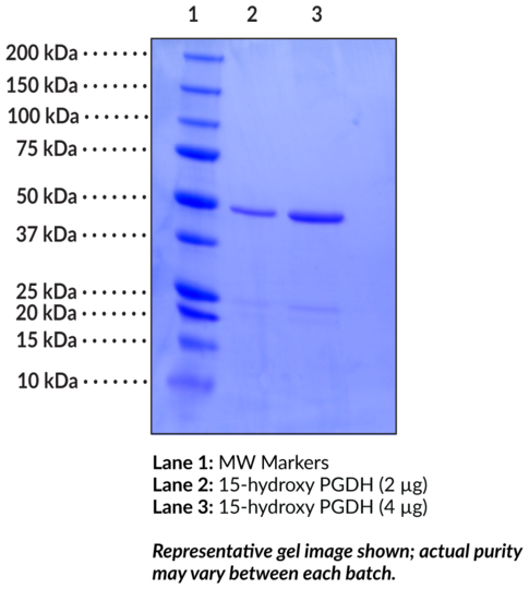 15-hydroxy Prostaglandin Dehydrogenase (human recombinant)
