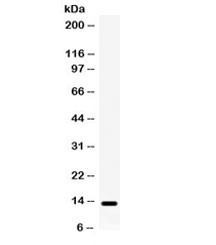 Anti-Lymphotactin / XCL1