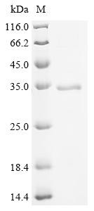 Sialate O-acetylesterase (Siae), mouse, recombinant