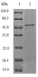 Alpha-hemolysin (hly), Staphylococcus aureus, recombinant
