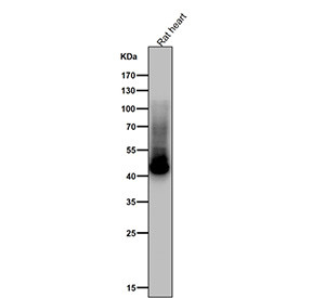 Anti-phospho-GLUT4 (Ser488) / SLC2A4, clone 32S34