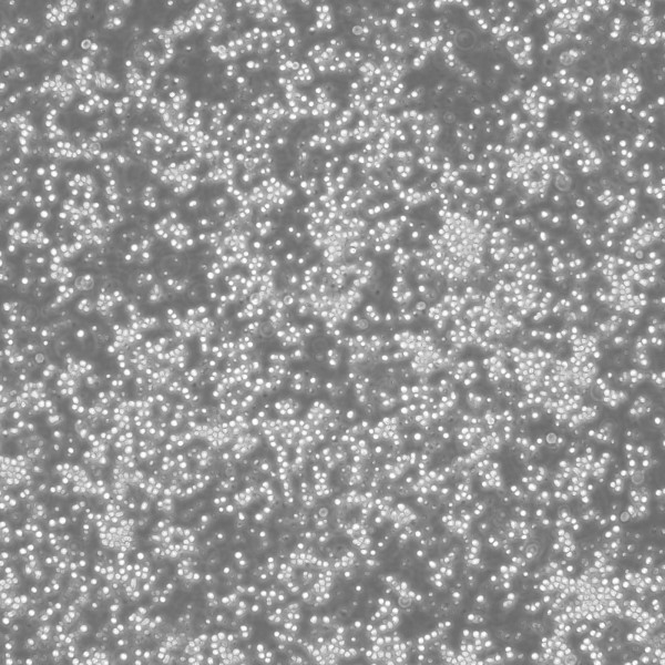 NFS-60 Cells