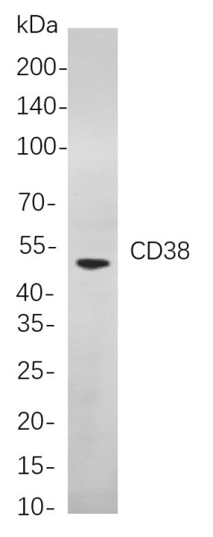Anti-Recombinant CD38, clone 3F10