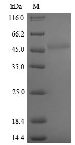 Exopolyphosphatase (PPX1), Saccharomyces cerevisiae, recombinant