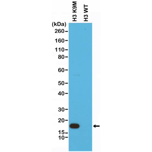 Anti-Histone H3 K9M (human), Rabbit Monoclonal (RM191) (Biotin)
