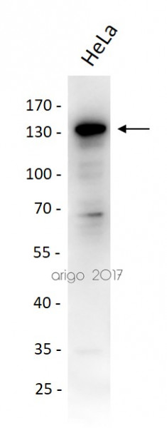 Anti-SIRT1, clone 2G10-F4-D9
