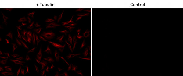 ReadiLink(TM) Rapid AF750 Antibody Labeling Kit *Rapid Alexa Fluor 750 Labeling*