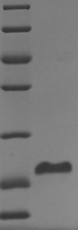 Coagulation factor VII (F7), partial, human, recombinant