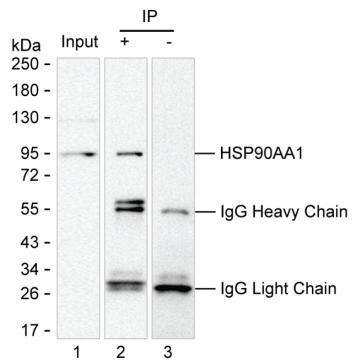 Anti-HSP90AA1