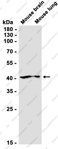 Anti-Recombinant MEK2, clone C212914