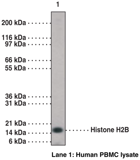Anti-Histone H2B (C-Term)