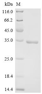 Natural cytotoxicity triggering receptor 3 ligand 1 (NCR3LG1), partial, human, recombinant