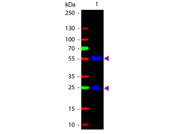 Anti-Goat IgG (H&amp;L) [Rabbit] Fluorescein conjugated