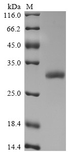 Insulin growth factor-like family member (Igfl), mouse, recombinant