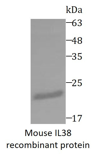 Mouse IL38 recombinant protein (His-tagged)
