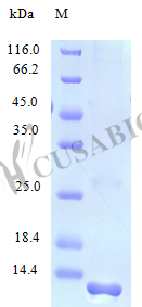 C-C motif chemokine 23 protein (CCL23), partial (Active), human, recombinant