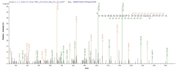 Tyrosine-protein kinase Mer (Mertk), partial, rat, recombinant