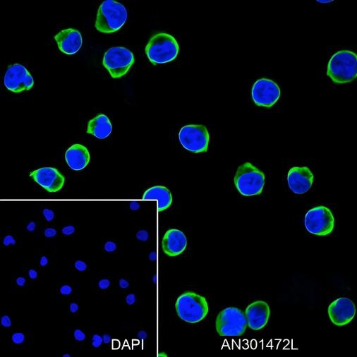 Anti-Recombinant CD25, clone A167