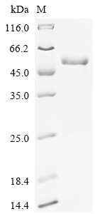 Protein unc-13 homolog A (UNC13A), partial, human, recombinant