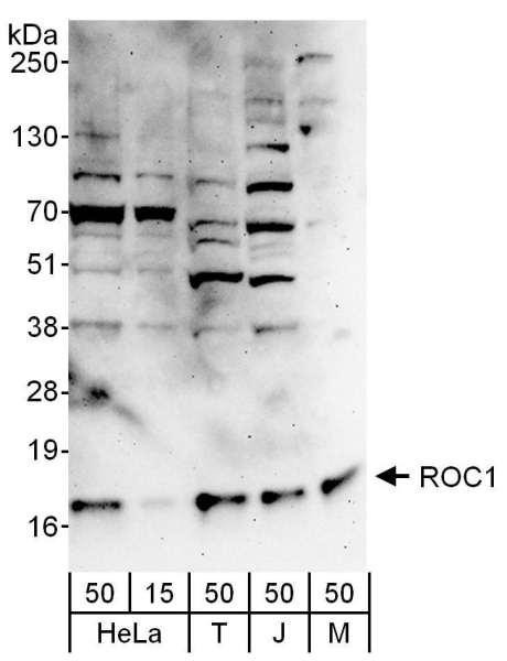 Anti-ROC1