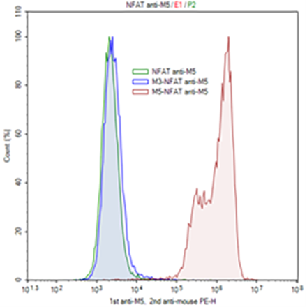 Muscarinic Acetylcholine Receptor (mAChR) M5/NFAT Luciferase Reporter HEK293 Cell Line