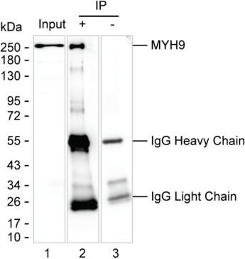 Anti-MYH9