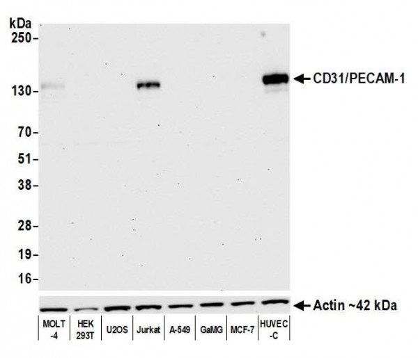 Anti-CD31/PECAM-1 Recombinant Monoclonal