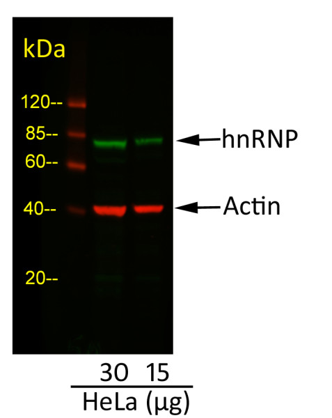 Anti-Mouse IgG-heavy and light chain cross-adsorbed, DyLight(R) 800 conjugated