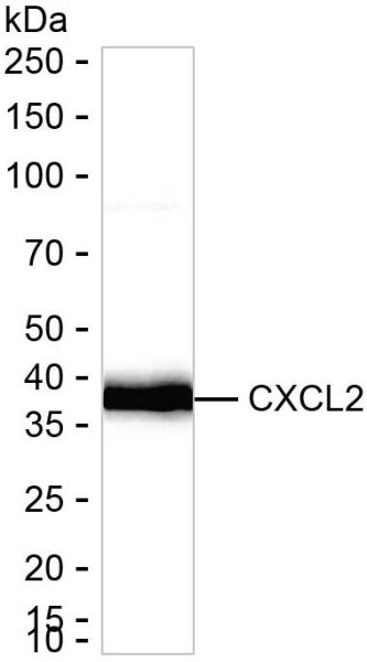 Anti-CXCL2