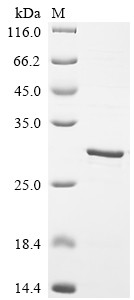 Beta-defensin 6 (Defb6), mouse, recombinant