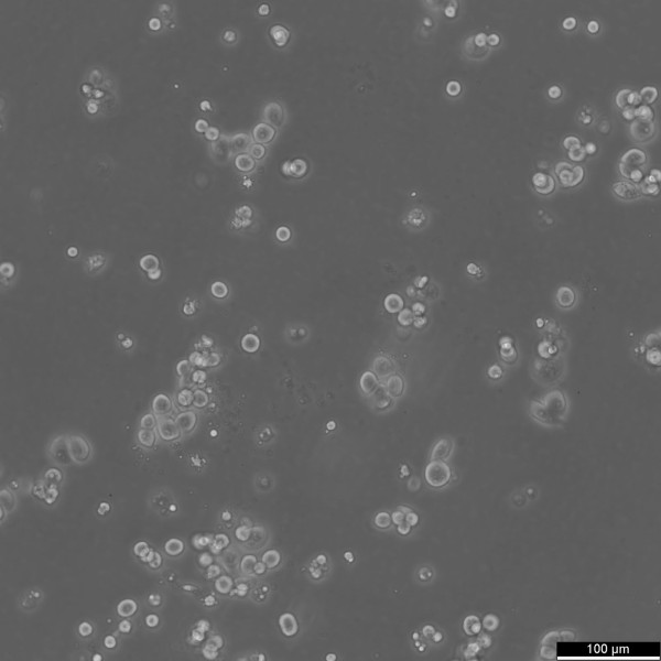 NCI-H2122 Cells