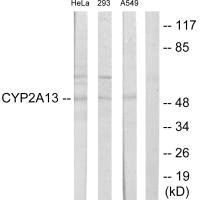 Anti-CYP2A13
