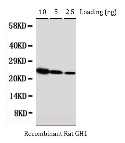 Anti-GH1 / Growth hormone