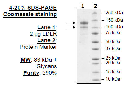 LDLR human recombinant protein