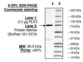 Plk3 Polo Box Domain, human, recombinant, N-terminal MBP tag and C-terminal His tag