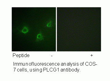Anti-PLCG1 (Ab-1253)