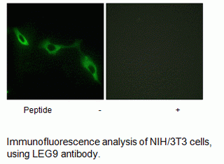 Anti-LEG9