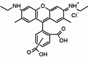 5(6)-CR6G (5-(and 6)-Carboxyrhodamine 6G)